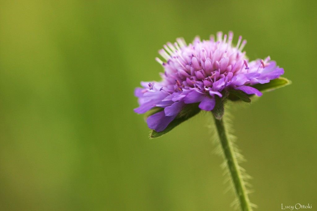 Violet / Purple