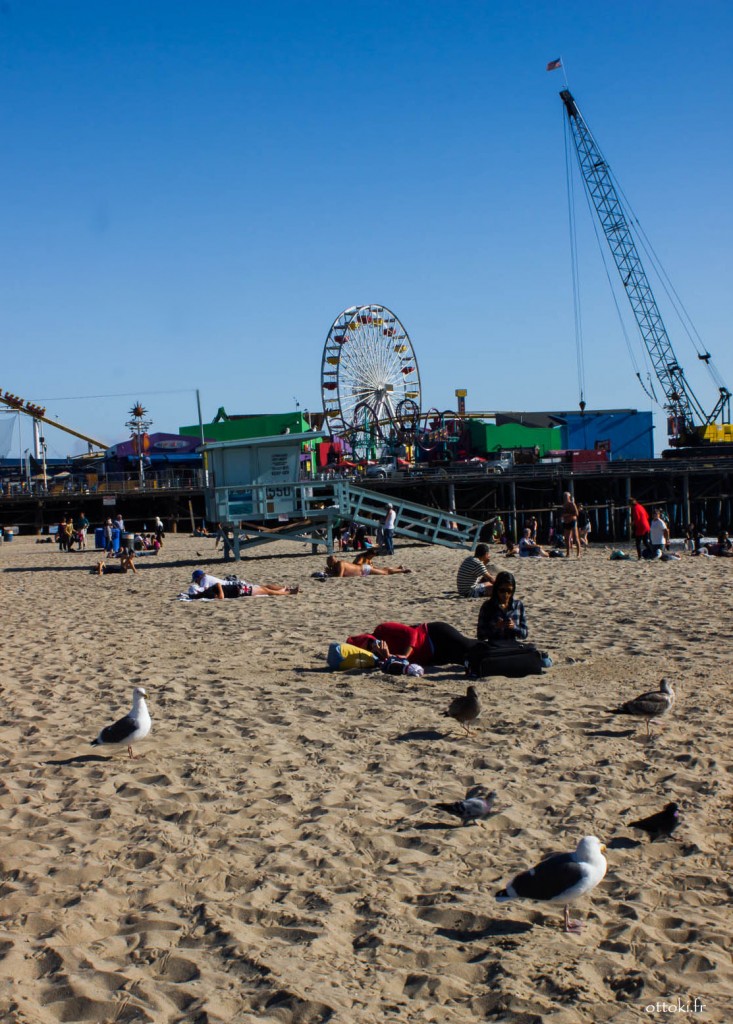 plage mouette33